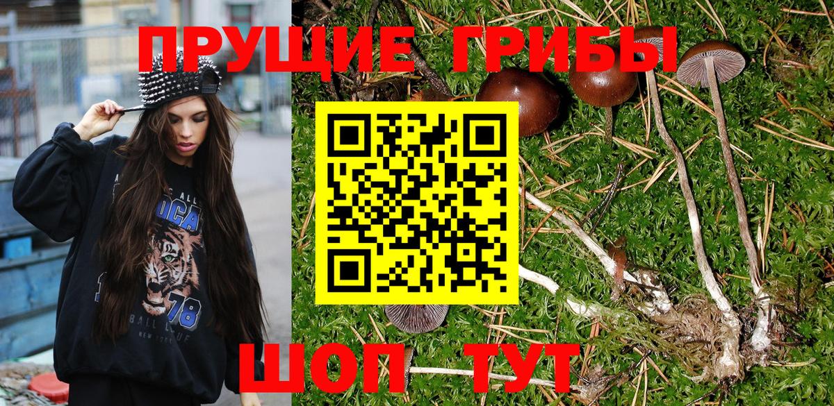 Галлюциногенные грибы Psilocybe Дивногорск